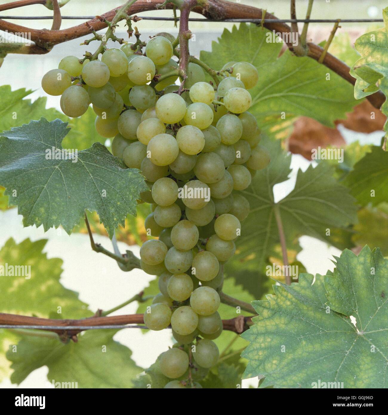 Grape - `Mrs Pearson' - (Glasshouse Var.)   FRU007220 Stock Photo